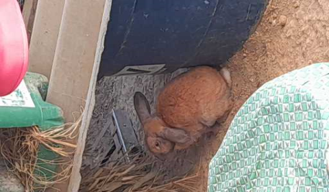 Troco dois coelhos por uma galinze fêmea